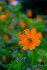 朝露に濡れるキバナコスモス　キバナコスモス　秋の花　Yellow cosmos and morning dew. Autumn flowers