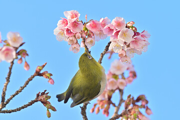 四国香川県丸亀市にある福成寺の讃岐寒桜とメジロ