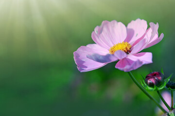 A closeup shot of pink Cosmos flower isolated on green background.