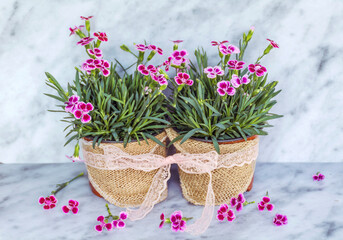 Pink carnation flowers in pots 