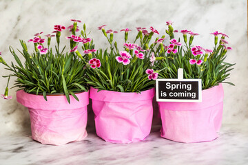Pink carnation flowers in pots and  spring is coming  message  . Spring greeting card 