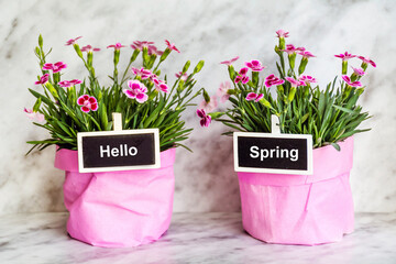 Pink carnation flowers in pots and Hello Spring message  . Spring greeting card 