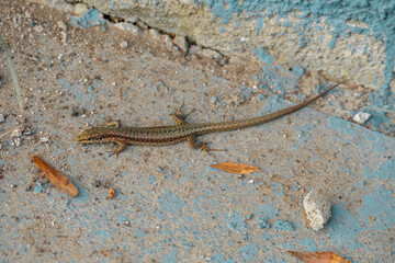 Brown spotted common lizard on a concrete floor and with blue chipped paint in the background.