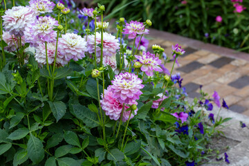 Flower bed with blooming dahlias in the garden. Gardening, landscape design.
