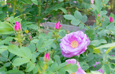 large pink rose with buds on a bush close-up