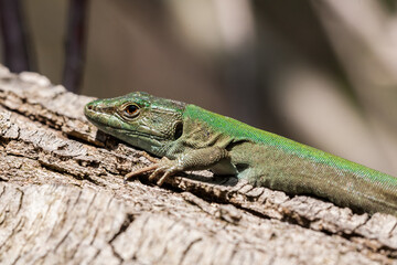 Fototapeta premium Lizard