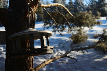 Bird feeder in winter pine parkland