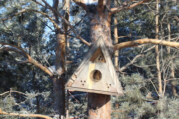 Bird feeder in winter pine parkland