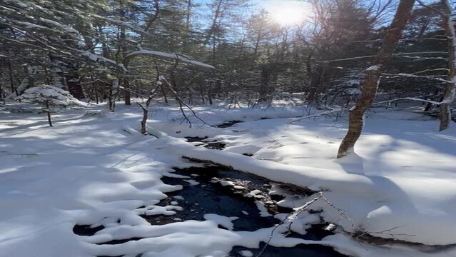 Winter Stream in Snowy Woods
