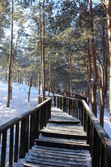 Obraz na płótnie Canvas Pine parkland with footpath trail in winter