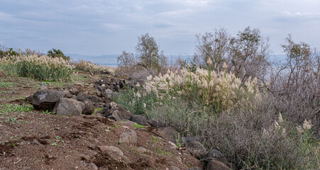 View of the flora along the Sea of Galilee coastline and the Golan Heights in the east as seen from the trail along the western coast of the lake, Lake Kinneret, Galilee, Israel