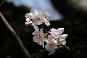 春の東京の小石川後楽園の桜