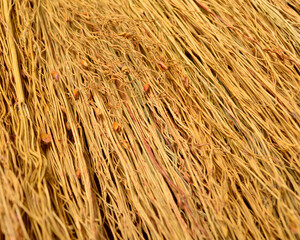 close-up of a sorghum broom
