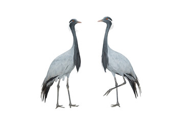 two crane (anthropoides virgo) isolated on white background