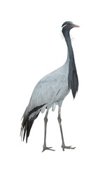 crane (anthropoides virgo) isolated on white background