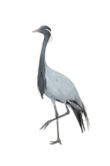 crane (anthropoides virgo) isolated on white background