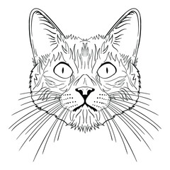 hand drawn style cat head sketch illustration premium vector