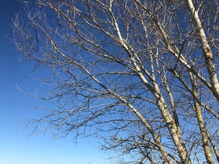 Branches with sky