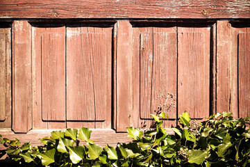 Old wooden paneling with green vine, cracked wooden board, old boards painted brown with green leaves, old wooden doors overgrown with vines, wooden paneling, brown wooden gate