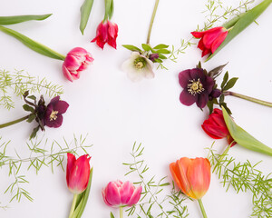 Floral frame of pink and purple tulips and hellebore on white background. Flat lay, top view