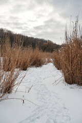 Dry reeds on a frozen stake under a cloudy sky