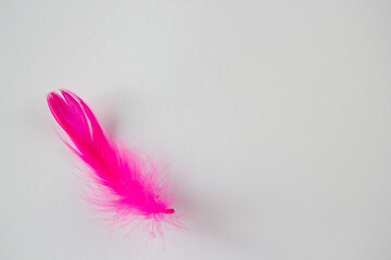 pink feather isolated on black