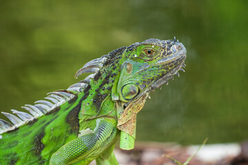 Green iguana