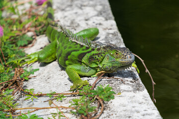 Green iguana