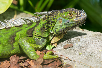 Green iguana