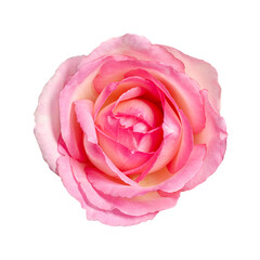 Rose blossom, from above, isolated, on white background. Light pink colored, flower head of a freshly cut garden rose, also known as China, Chinese or Bengal rose, Rosa chinensis, an ornamental plant.