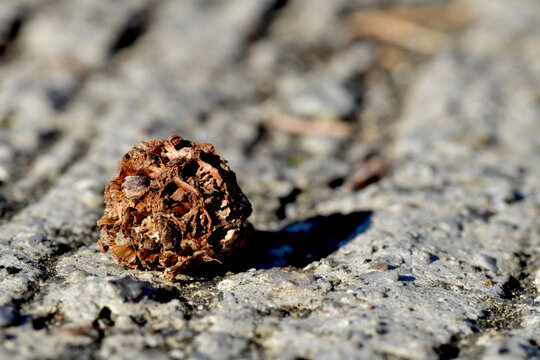 macro photo of a seed on a concrete ground