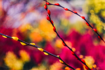 Natur Blume Frühling Bunt