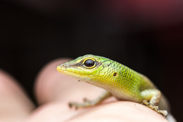 anak kadal tetangga baru saya