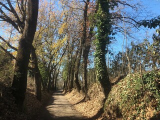 Fototapeta premium Viottolo