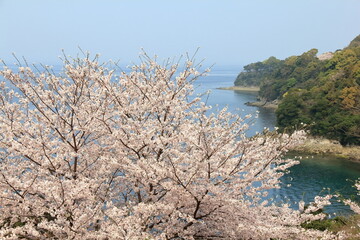 Fototapeta na wymiar 海辺に咲く桜
