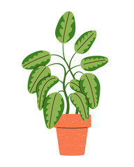 Cute hand drawn home plant in ceramic pot. Big dumb cane tree for interior decor. Cartoon vector illustration