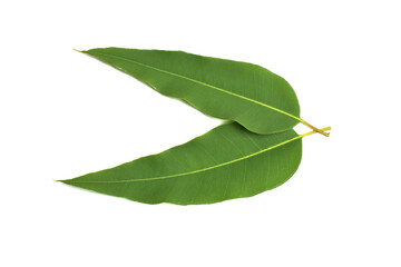 bay leaves isolated on white