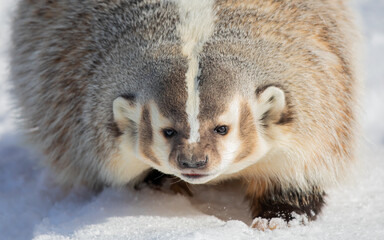 American badger (Taxidea taxus) walking in the winter snow. - 484422147