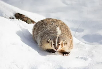  American badger (Taxidea taxus) walking in the winter snow. © Jim Cumming