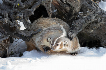 American badger (Taxidea taxus) walking in the winter snow.