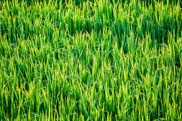 green grass texture, nature background