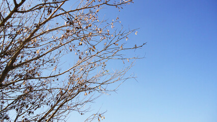 Dry Tree Branches with Blue Sky Background