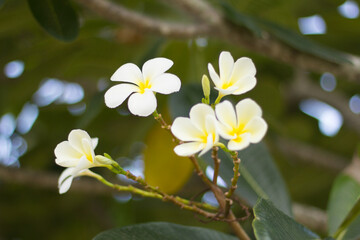 Obraz na płótnie Canvas White Plumeria flower