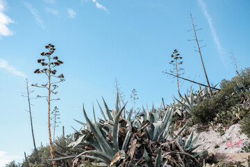 agaves are high on the hills of Athens