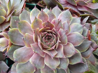 Sempervivum 'New Rose'