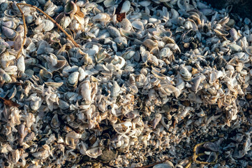 plage de petits coquillages