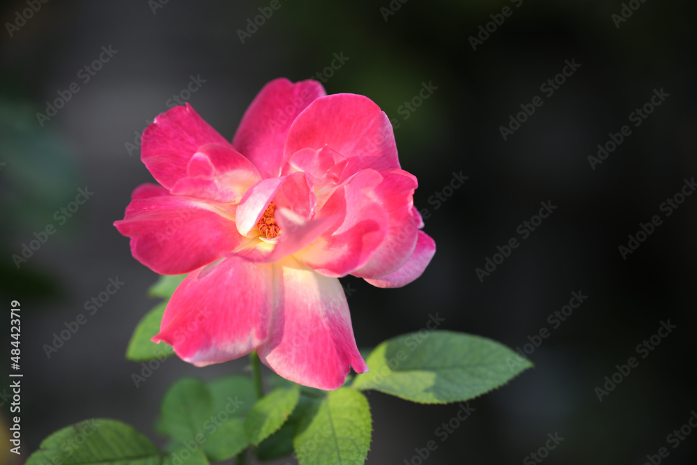 Wall mural pink and yellow petals young rose flower growing up