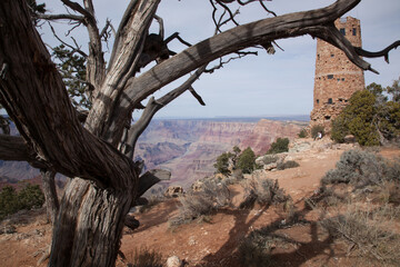 Obraz premium Grand Canyon with a tree on the bank