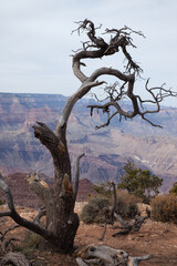 Fototapeta na wymiar Grand Canyon with a tree on the bank