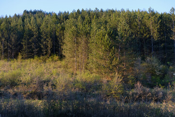 Pine forest in the morning